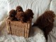 Caniche Toy chiots &agrave; vendre