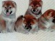 Shiba Inu chiots &agrave; vendre