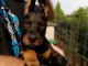 Dobermann chiots &agrave; vendre