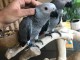 All are parrots are well trained and come with extra food on re-h