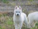 Husky sib&eacute;rien chiots &agrave; vendre