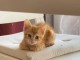 Magnifiques chatons &agrave; donner 