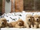 Chiots d&rsquo;apparence goldens Retrievers 