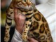 chatons bengals &agrave; vendre
