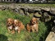 Cavapoo chiots &agrave; vendre