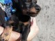 Dobermann chiots &agrave; vendre