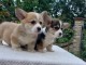 Corgi gallois pembroke chiots &agrave; vendre