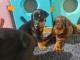 Chiots Dobermann Offre