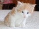 Chatons Norv&eacute;gien  Adoption