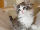 Chatons Norv&eacute;gien  Adoption