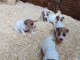 Chiot Jack Russell Terrier