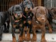 Chiots Dobermann Adoption