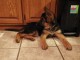 Chiots Berger Allemand Adoption