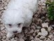 chiots Bichon maltais &agrave; donner pour adoption