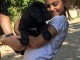 Chiots Cane Corso Adoption