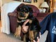 des chiots Rottweiller disponibles &agrave; l