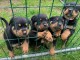 des chiots Rottweiller disponibles &agrave; l