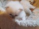 Adorables chatons Ragdoll a donner d&eacute;s maintenant,2 femelles et 2