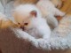 Adorables chatons Ragdoll a donner d&eacute;s maintenant,2 femelles et 2