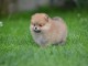 pom&eacute;ranien BEAUX chiots