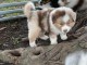 Chiots berger australien 