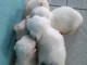  CHIOTS BICHONS M&acirc;les
