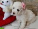 Bichon Fris&eacute; beaux chiots