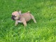 Je donnes chiot bouledogue fran&ccedil;ais femelle