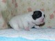 Je donnes chiot bouledogue fran&ccedil;ais femelle