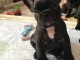 Chiots bouledogues fran&ccedil;ais