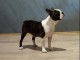 Boston Terrier chiots &agrave; vendre