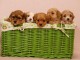 Bichon havanais chiots &agrave; vendre