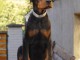 Dobermann chiots &agrave; vendre