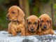 Teckel chiots &agrave; vendre