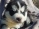 chiots Husky Sib&eacute;rie disponibles
