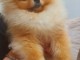 Spitz de Pom&eacute;ranie chiots
