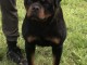 Gar&ccedil;on Rottweiler &agrave; vendre