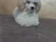 Beau caniche TOY chiots