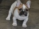 Je donnes chiot bouledogue fran&ccedil;ais femelle