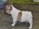 Je donnes chiot bouledogue fran&ccedil;ais femelle