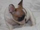 Je donnes chiot bouledogue fran&ccedil;ais femelle