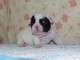 Je donnes chiot bouledogue fran&ccedil;ais femelle