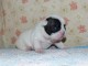Je donnes chiot bouledogue fran&ccedil;ais femelle