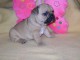 Je donnes chiot bouledogue fran&ccedil;ais femelle
