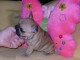 Je donnes chiot bouledogue fran&ccedil;ais femelle