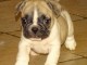 Chiot bouledogue fran&ccedil;ais femelle