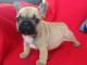 Chiot bouledogue fran&ccedil;ais femelle