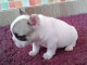 Chiot bouledogue fran&ccedil;ais femelle