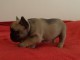 Chiot bouledogue fran&ccedil;ais femelle
