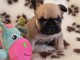 Chiot bouledogue fran&ccedil;ais femelle